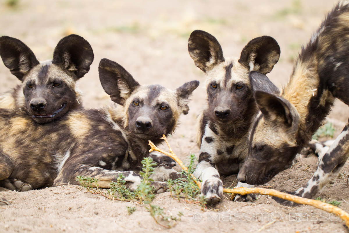 Bitcoin cash fund to help Namibian wild dogs