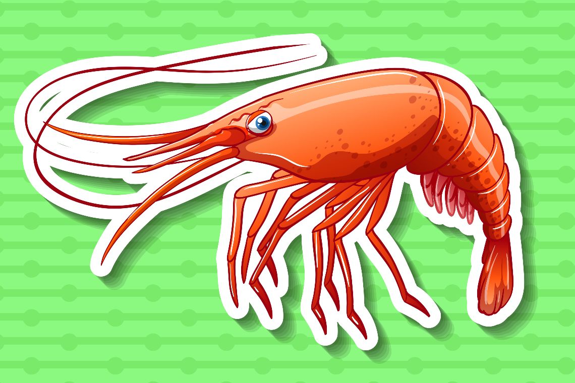 What is the DeFi Shrimp Finance protocol?