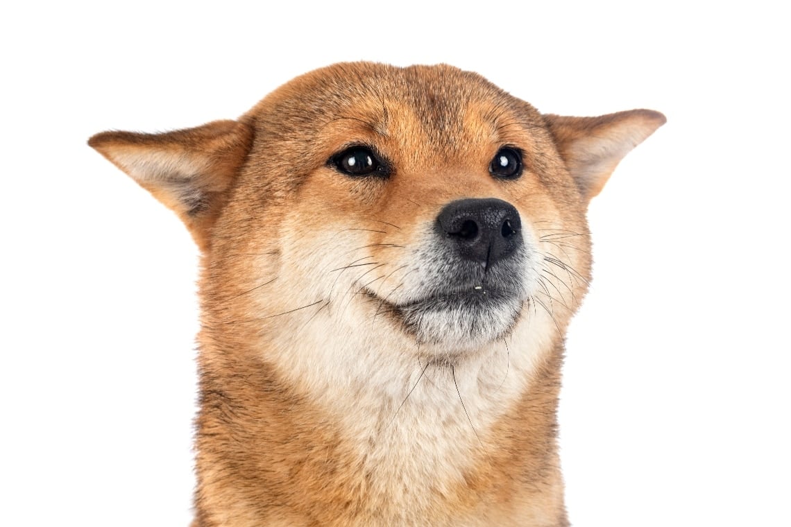 Dogecoin Day, fans celebrate and DOGE rises again