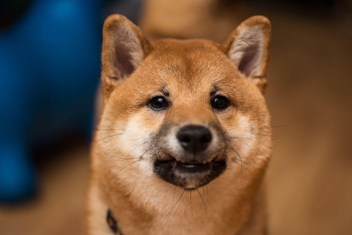Shiba Inu: price back to month-old levels