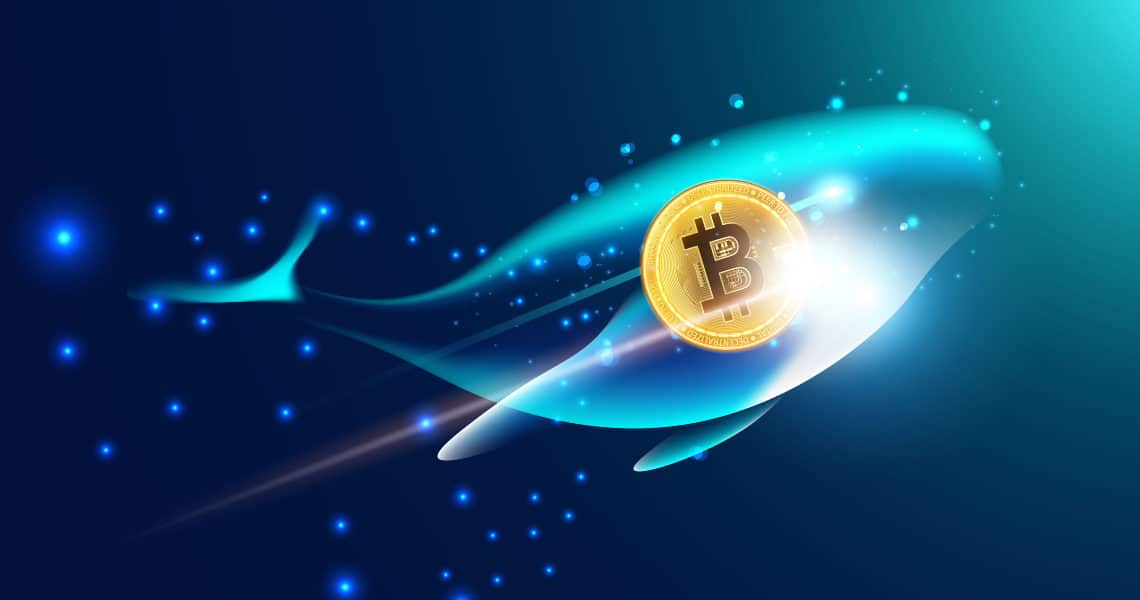 Bitcoin news: whales are buying again