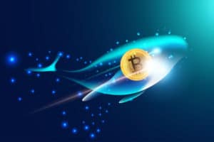Bitcoin news: whales are buying again