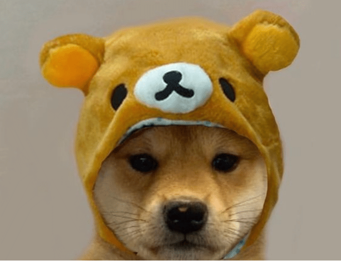 Why The Dogwifhat Price Is Rising More Than The Best Meme Coins Today