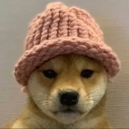 Dogwifhat Price Prediction: WIF Reclaims , Time to Buy or Wait for a Pullback?
