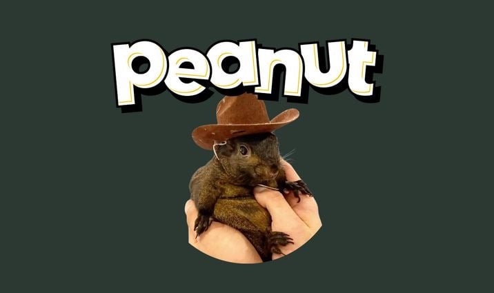How to Buy Peanut the Squirrel Meme Coin – No KYC Needed 